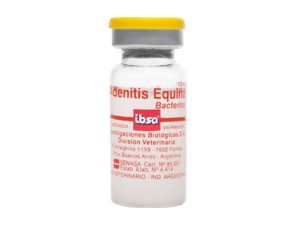 Adenitis equina
