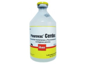 Pleurovac cerdos